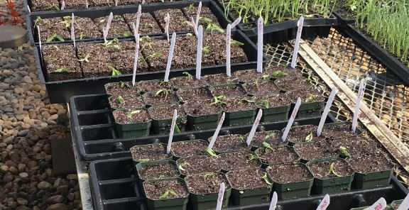 Tomatoes in pots and blocks